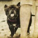Pet Memory Shop logo
