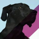 PetSwag logo